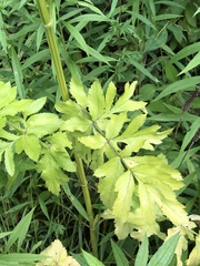 Pastinaca
