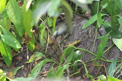 Leptocoma calcostetha