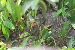 Leptocoma calcostetha