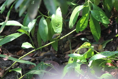 Leptocoma calcostetha