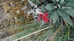 Tillandsia turneri