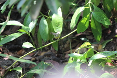 Leptocoma calcostetha