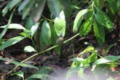 Leptocoma calcostetha