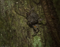 Onidistus araneus