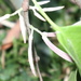 Dendrophthoe curvata - Photo (c) bushmonkey140, some rights reserved (CC BY-NC), uploaded by bushmonkey140