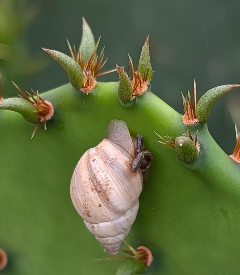 prairie rabdotus