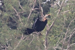 Anhinga melanogaster