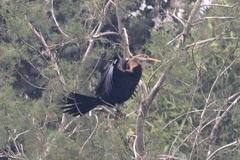 Anhinga melanogaster