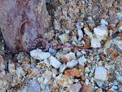 Imantodes gemmistratus