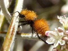 Dasymutilla californica
