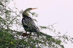 Anhinga melanogaster
