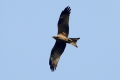 Milvus migrans