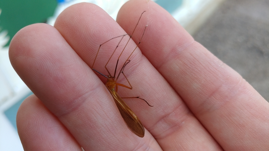 Bittacus occidentis