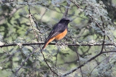 Phoenicurus ochruros