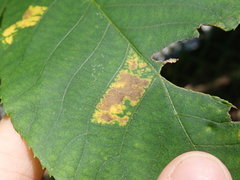 Gnomonia caryae