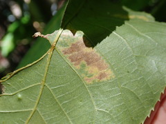 Gnomonia caryae