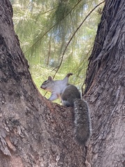 Eastern Gray Squirrel