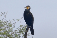 Phalacrocorax carbo