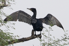 Phalacrocorax carbo