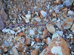 Imantodes gemmistratus