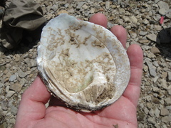 Cyclonaias tuberculata