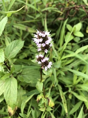 Mentha × piperita