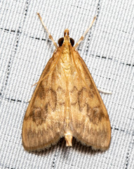 Ostrinia nubilalis