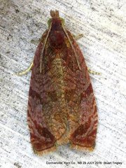 Olethreutes submissanum