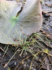 Eleocharis flavescens