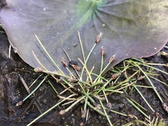 Eleocharis flavescens