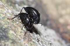 Amarygmus metallicus