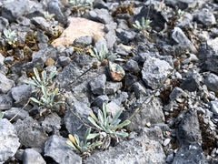 Physaria arctica