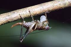 Lipotactes maculatus