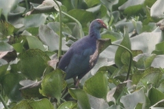 Porphyrio poliocephalus