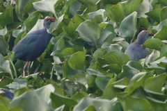 Porphyrio poliocephalus