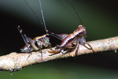 Lipotactes maculatus