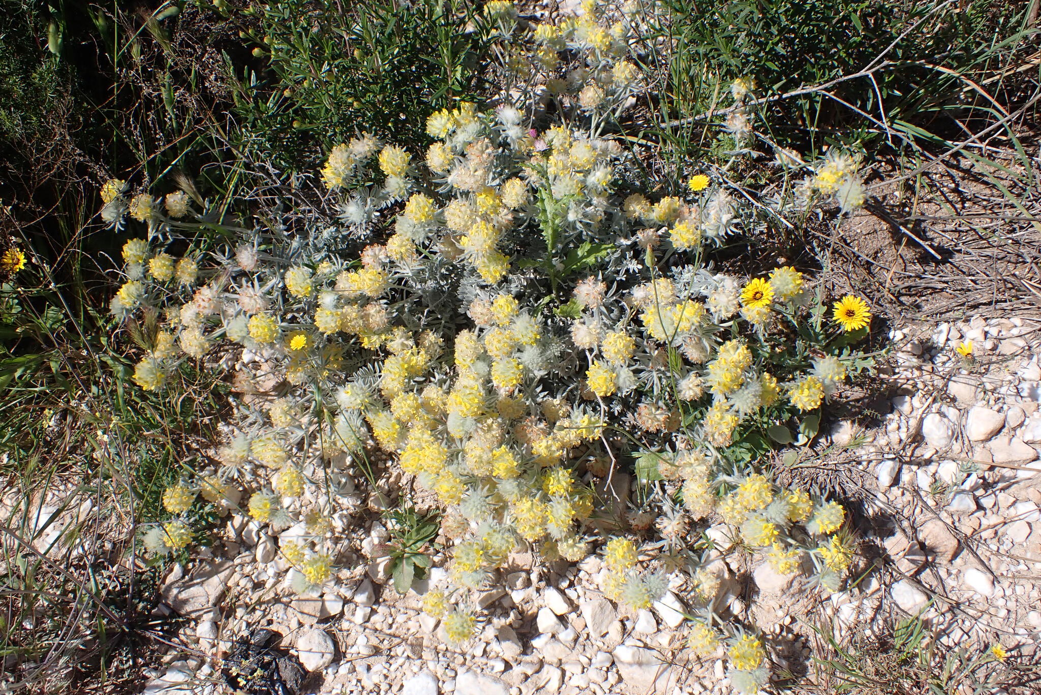 Imagem de Não há um nome popular amplamente reconhecido para "Anthyllis tejedensis" no Brasil