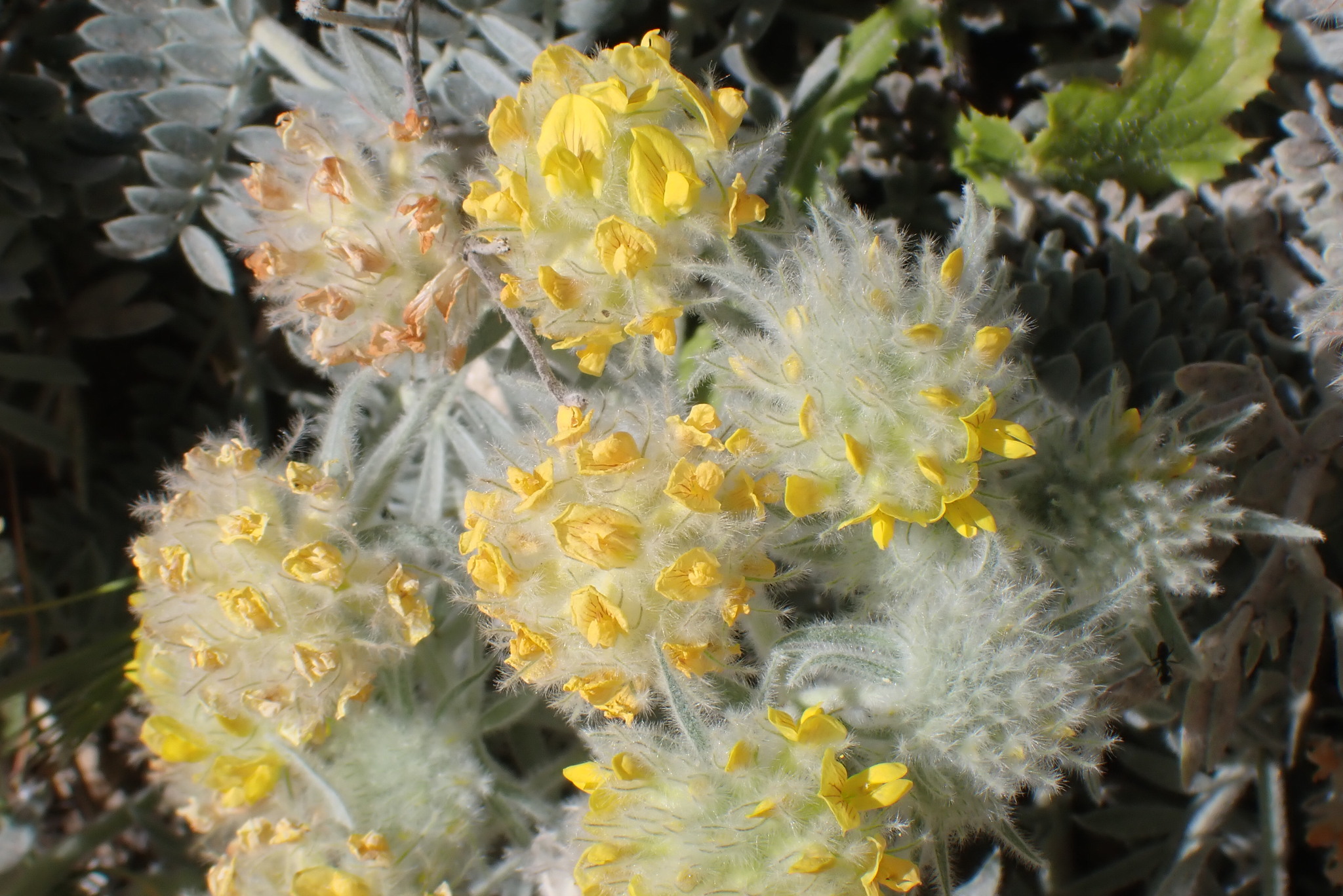 Imagem de Não há um nome popular amplamente reconhecido para "Anthyllis tejedensis" no Brasil