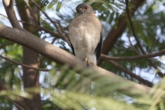 Accipiter badius