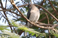 Accipiter badius