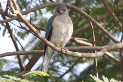 Accipiter badius