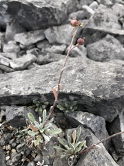 Physaria arctica