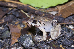 Limnonectes malesianus