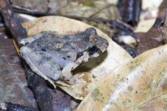 Limnonectes malesianus