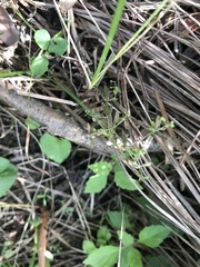 Galium labradoricum