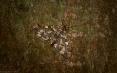 Nacoleia glageropa