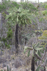 Consolea moniliformis