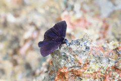 Ephyriades arcas