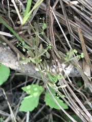 Galium labradoricum