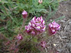 Castilleja exserta latifolia